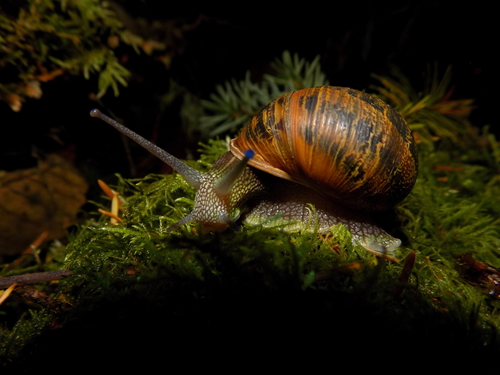 Garden Snail