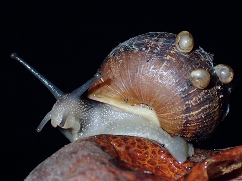 Garden Snail