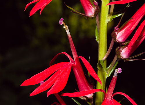 cardinal flower