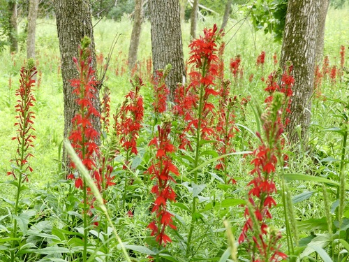 cardinal flower