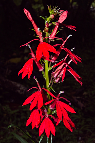 cardinal flower