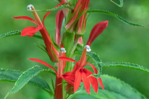 cardinal flower