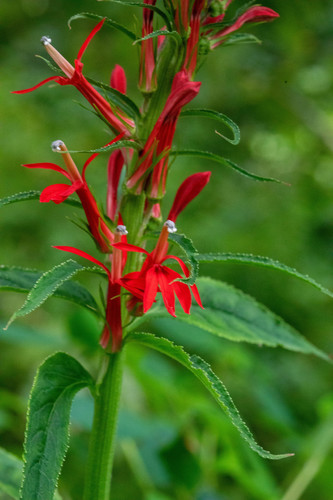 cardinal flower