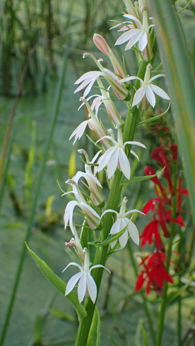 cardinal flower