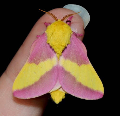 Rosy Maple Moth