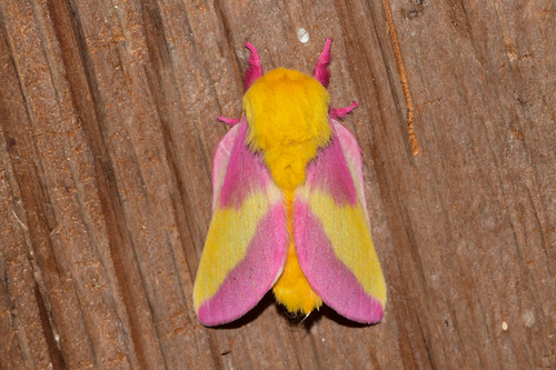Rosy Maple Moth