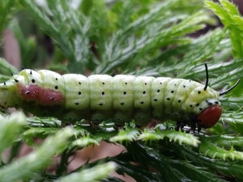 Rosy Maple Moth