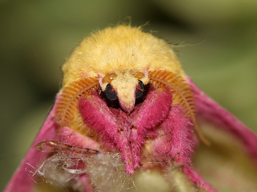 Rosy Maple Moth