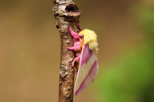 Rosy Maple Moth