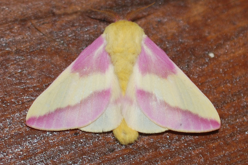 Rosy Maple Moth