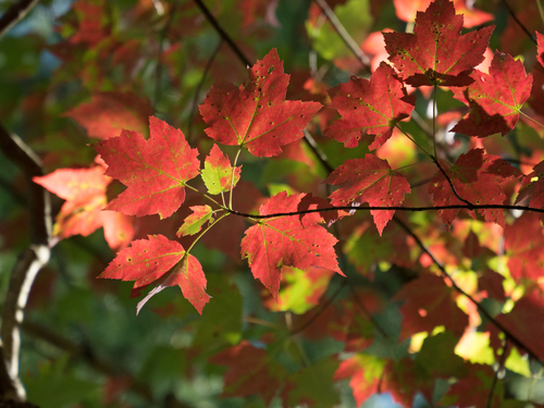 red maple