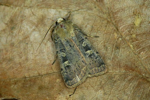 Square-spot Rustic