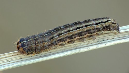 Square-spot Rustic