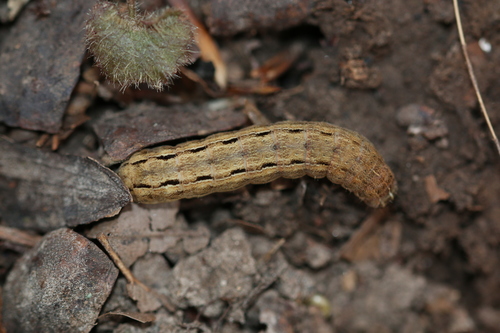 Square-spot Rustic