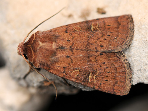 Square-spot Rustic