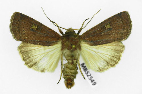 Square-spot Rustic