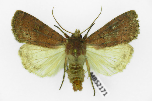 Square-spot Rustic