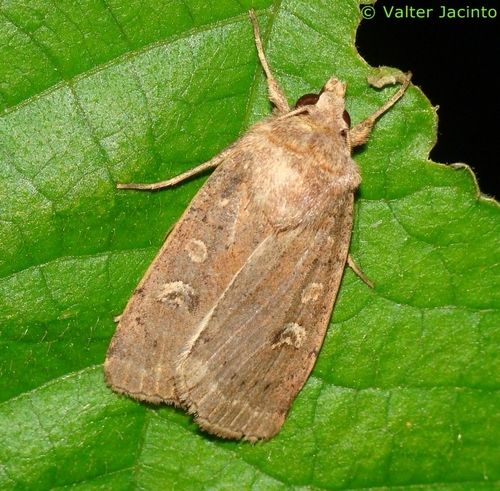 Square-spot Rustic
