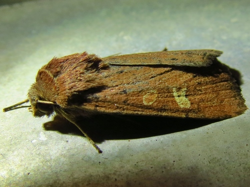 Square-spot Rustic