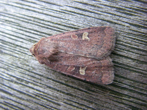 Square-spot Rustic