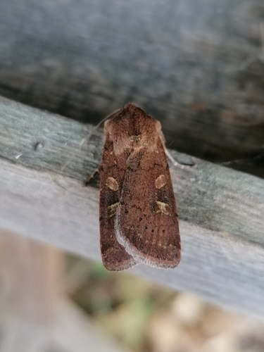 Square-spot Rustic