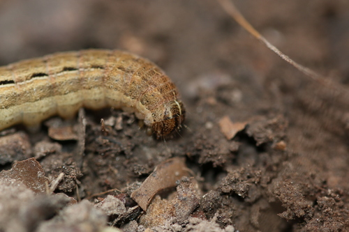 Square-spot Rustic