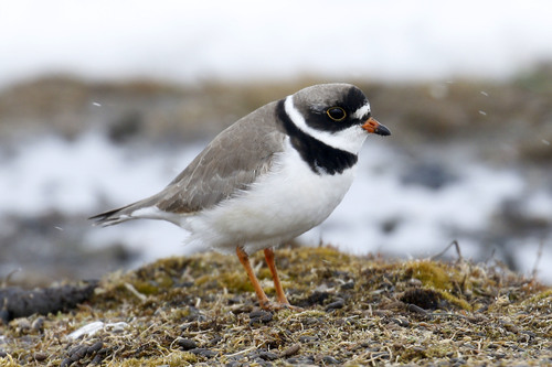 Semipalmated Plover