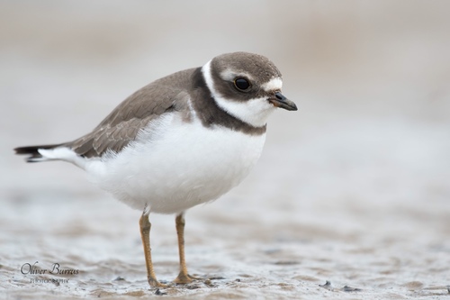 Semipalmated Plover