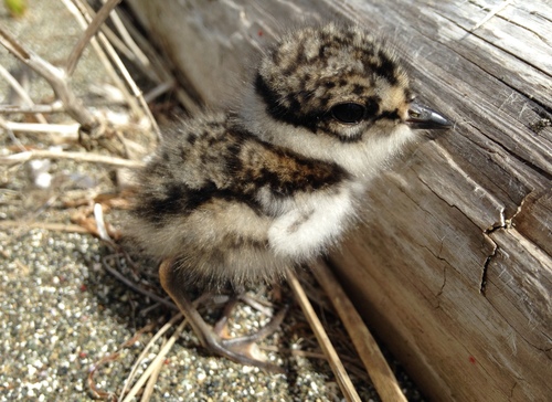 Semipalmated Plover