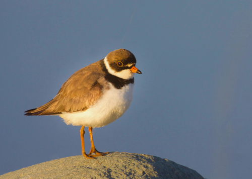 Semipalmated Plover