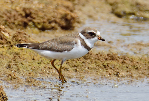 Semipalmated Plover