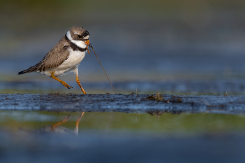 Semipalmated Plover