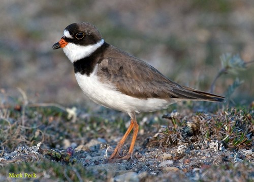 Semipalmated Plover