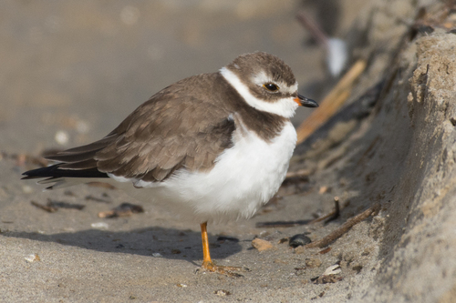 Semipalmated Plover