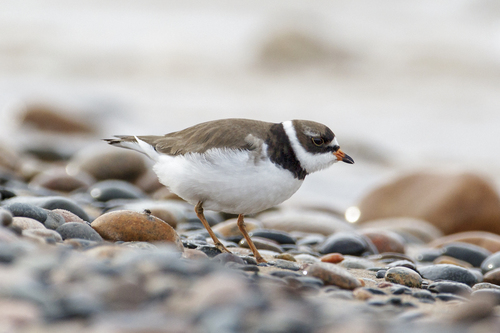 Semipalmated Plover
