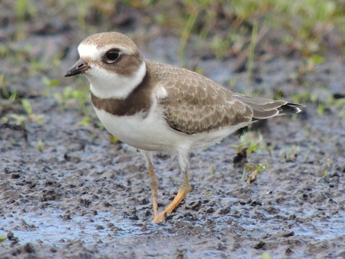 Semipalmated Plover