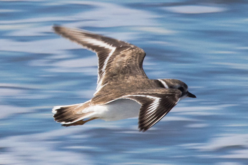 Semipalmated Plover