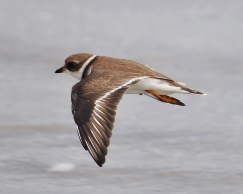 Semipalmated Plover