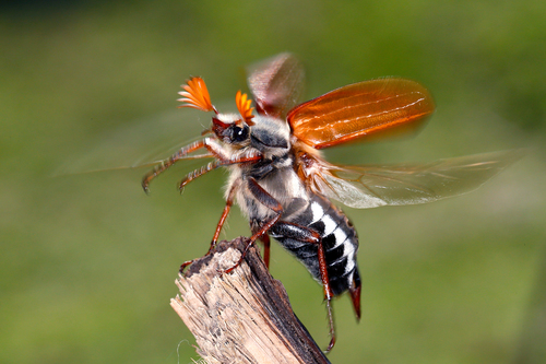 Common Cockchafer