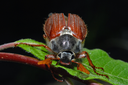 Common Cockchafer