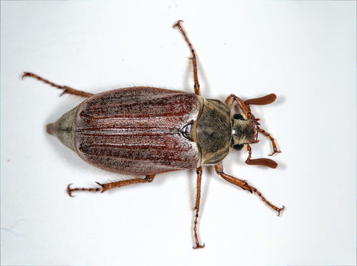 Common Cockchafer