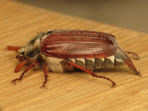 Common Cockchafer