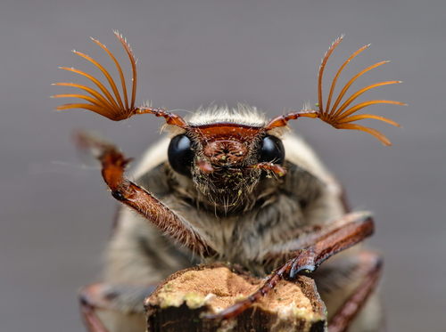 Common Cockchafer