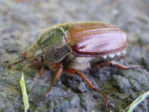 Common Cockchafer