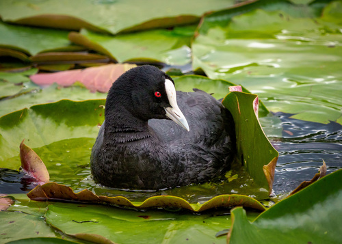 Eurasian Coot