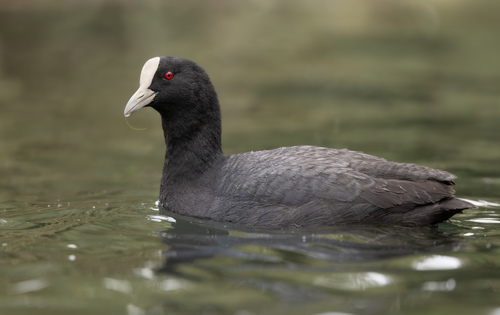 Eurasian Coot
