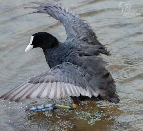 Eurasian Coot
