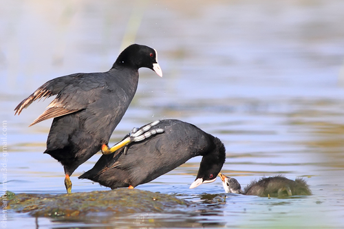 Eurasian Coot