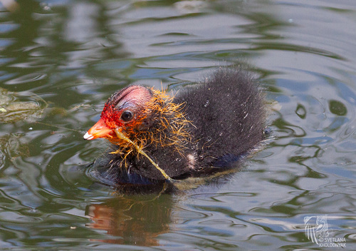 Eurasian Coot