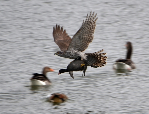 Eurasian Coot